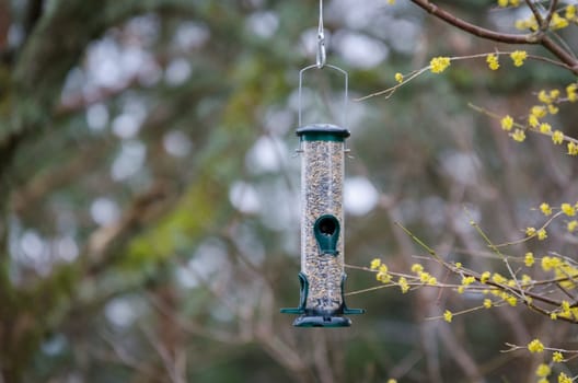 one bird feeder in the tree with food for the bird