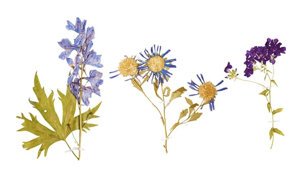 Set of herbarium wild dry pressed flowers and leaves, isolated