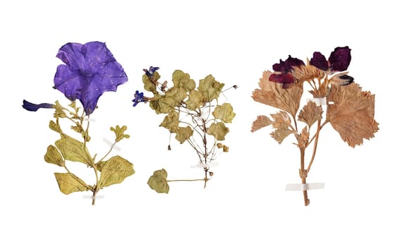 Set of herbarium wild dry pressed flowers and leaves, isolated