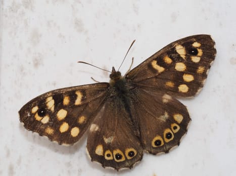 Speckled wood