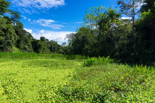 Aquatic plants covering a river in the Amazon Rain Forest near Iquitos, Peru