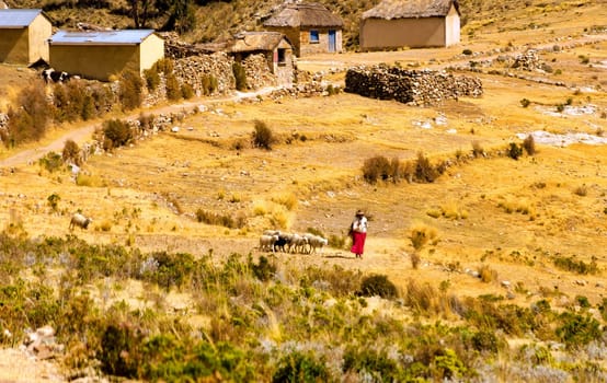 ISLA DEL SOL, BOLIVIA - AUGUST 18: Indigenous woman with a herd of sheep on the Isla del Sol, Bolivia on August 18, 2014