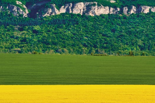 Barley and Rapeseed Field in front of Hill