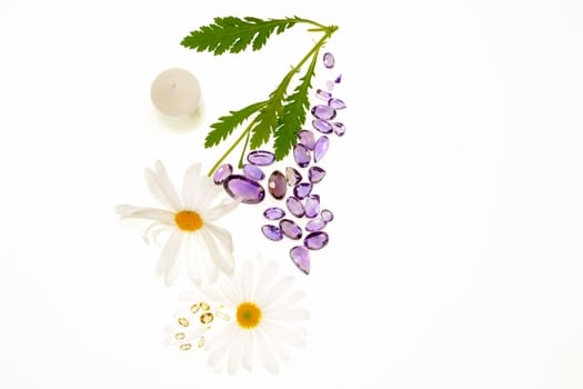 Daisy plant with flowers isolated on white background.