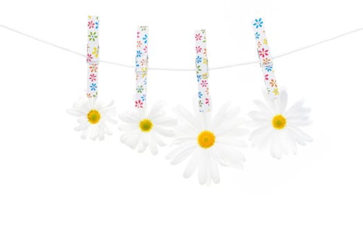 Clothespins on the rope hangs daisies, white background.