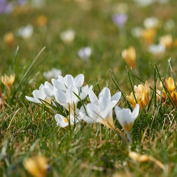 crocuses