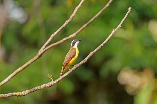 Great Kiskadee in the Forest of Tortuguero National Park in Costa Rica