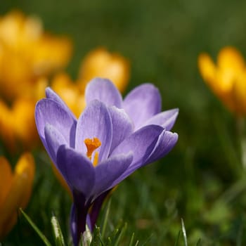 crocuses