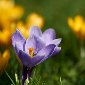 crocuses