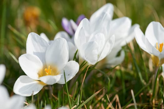 crocuses