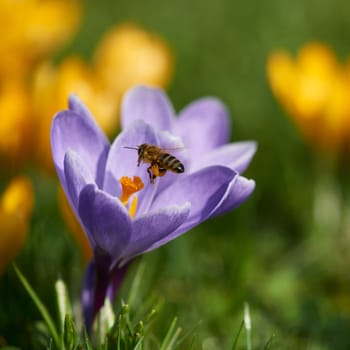 crocuses