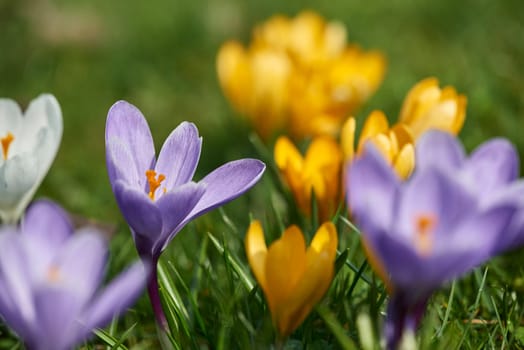 crocuses