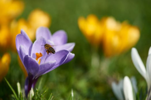 crocuses