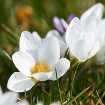 crocuses