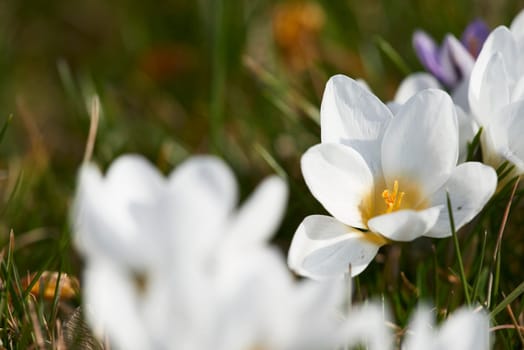 crocuses
