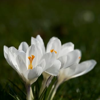 crocuses
