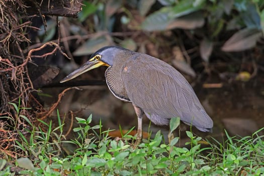 Bare-Throated Tiger Heron in the brush in Tortuguero National Park in Costa Rica