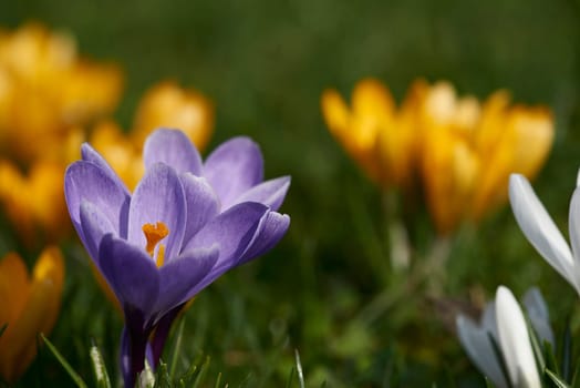 crocuses