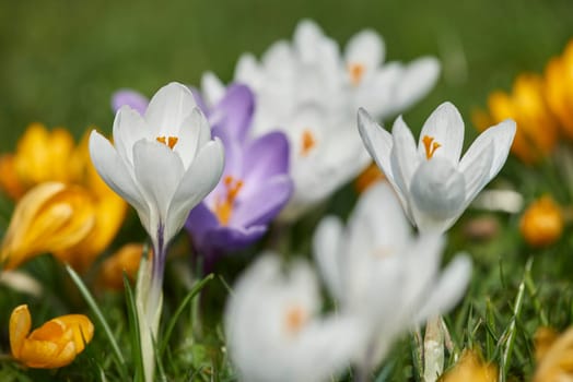 crocuses