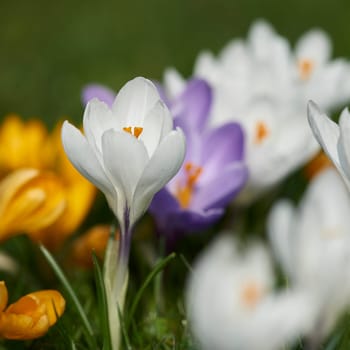 crocuses