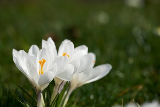 crocuses
