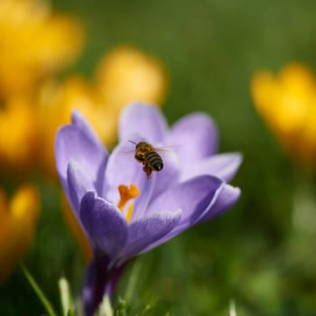 crocuses