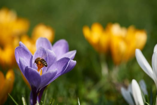 crocuses