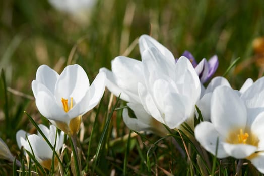 crocuses