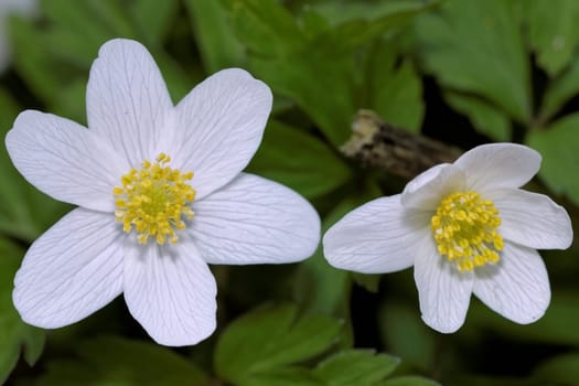Buschwindroeschen
