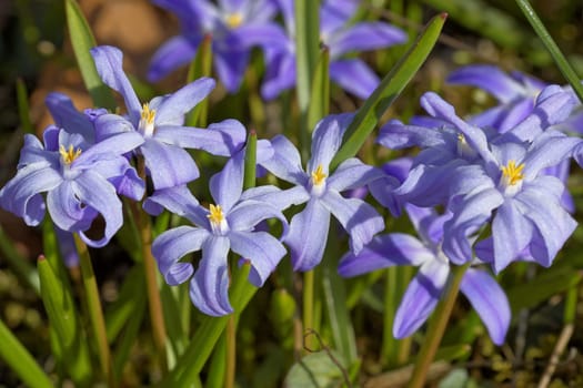 Common star hyacinth