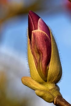 magnolia