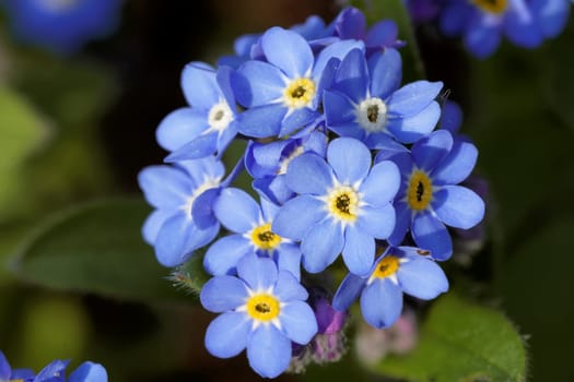 Forget-me-not