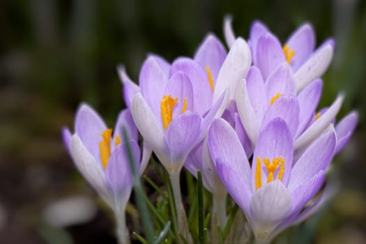 Crocus
