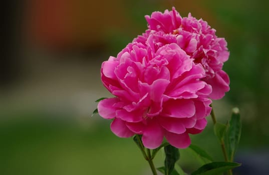 Peony