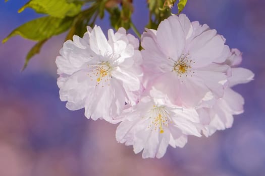 Japanese flower cherry