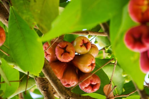 Water apple,tropical Asian fruit on a tree