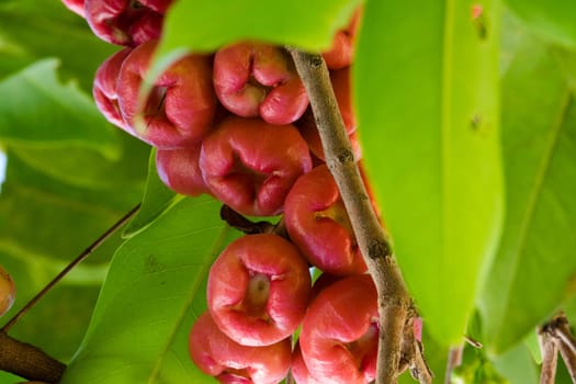 Water apple,tropical Asian fruit on a tree