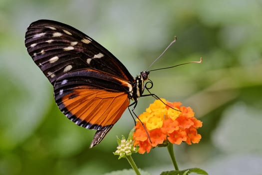 Tiger Passion Butterfly