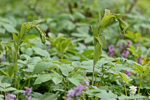 Polygonatum multiflorum