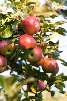 Apples in apple tree