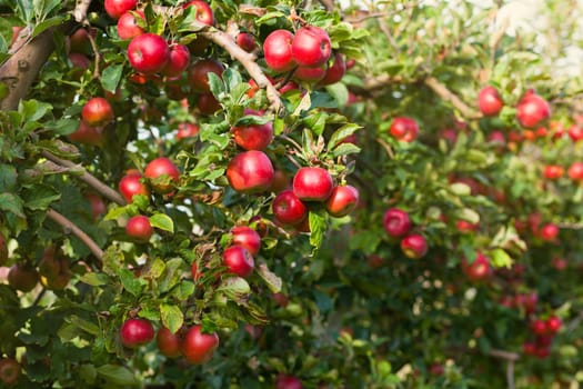 Apples in apple tree
