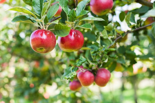Apples in apple tree