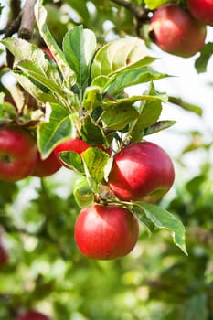 Apples in apple tree