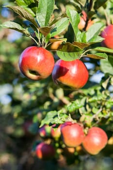 Apples in apple tree