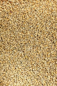 Barley background view from the top