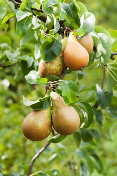 Pear in apple tree