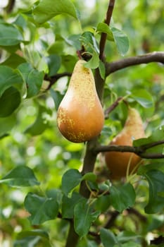 Pear in apple tree