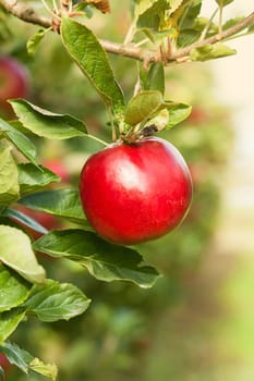 Apples in apple tree