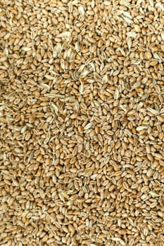 Wheat background view from the top