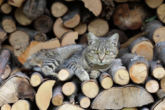 Detail of the cat resting on a heap of logs